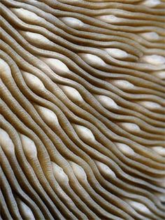 Color, Pattern and Texture, Wolfgang Seifarth, Photographer, coral