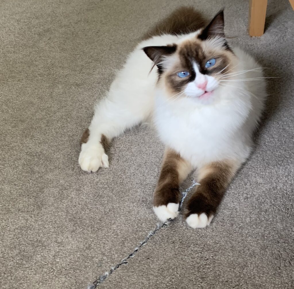 Ragdoll kitten looking at camera