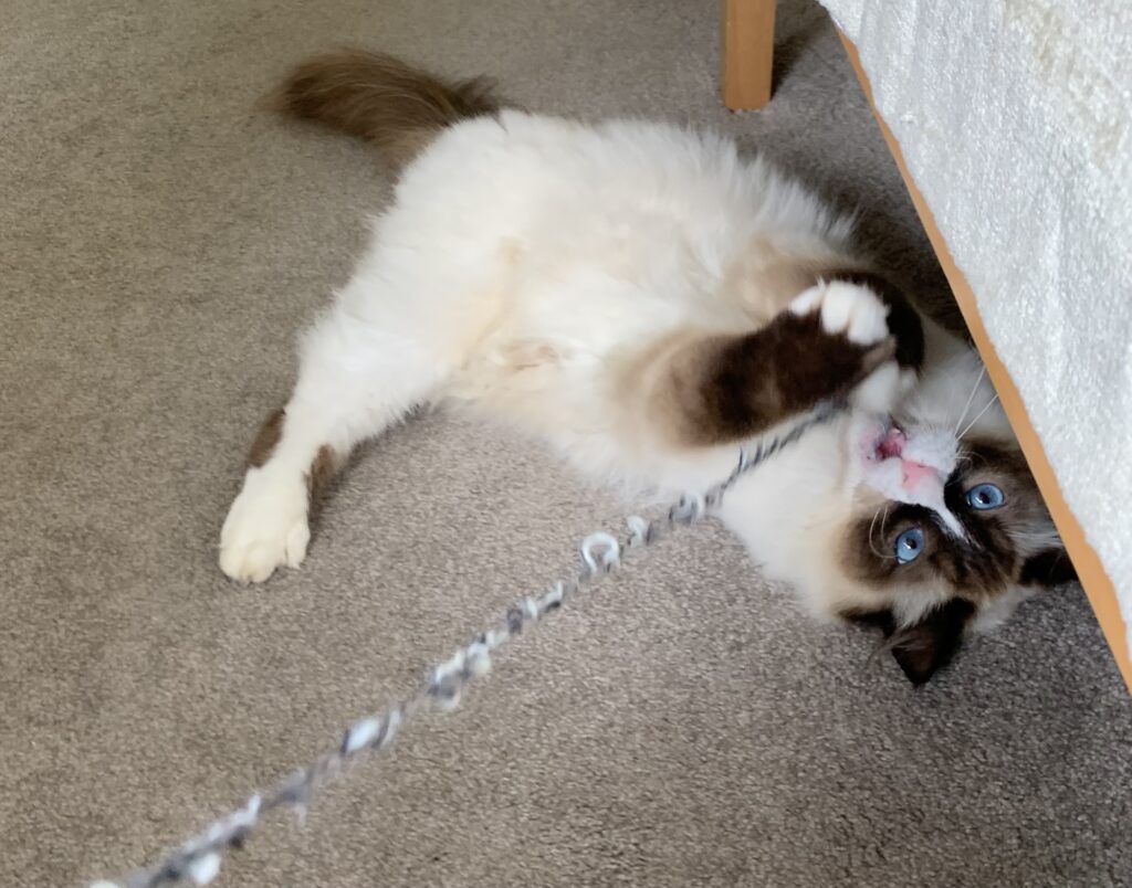 Ragdoll kitten rolling on his back while pulling and chewing on the yarn